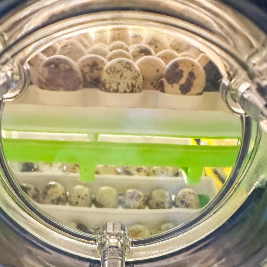 Live Quail for Sale from Quail Farm of Maine