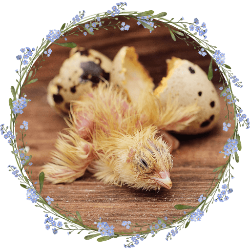 A quail chick freshly hatched from its egg.