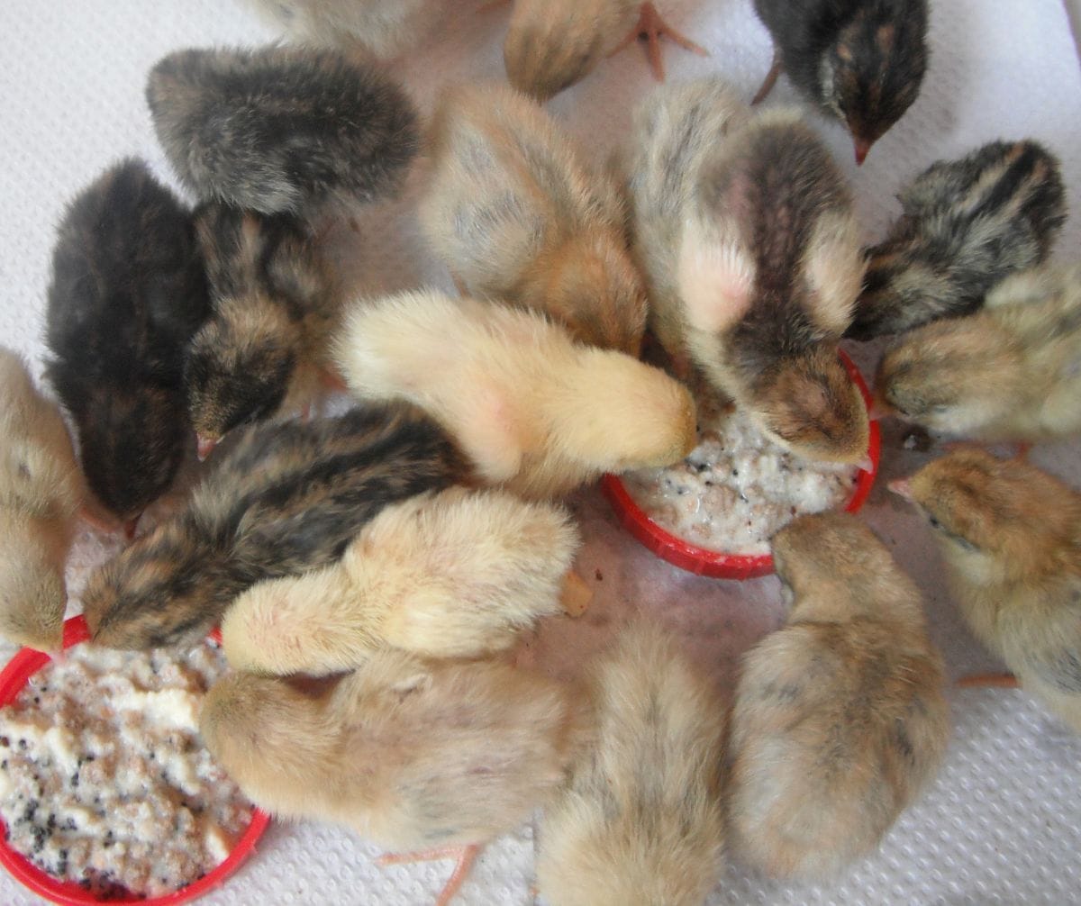 Live Quail for Sale from Quail Farm of Maine