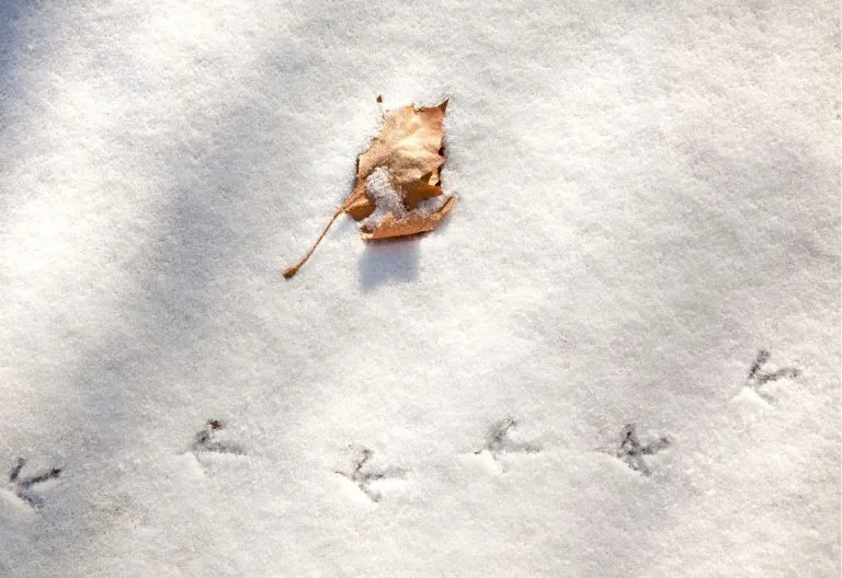 Quail prints in the snow.