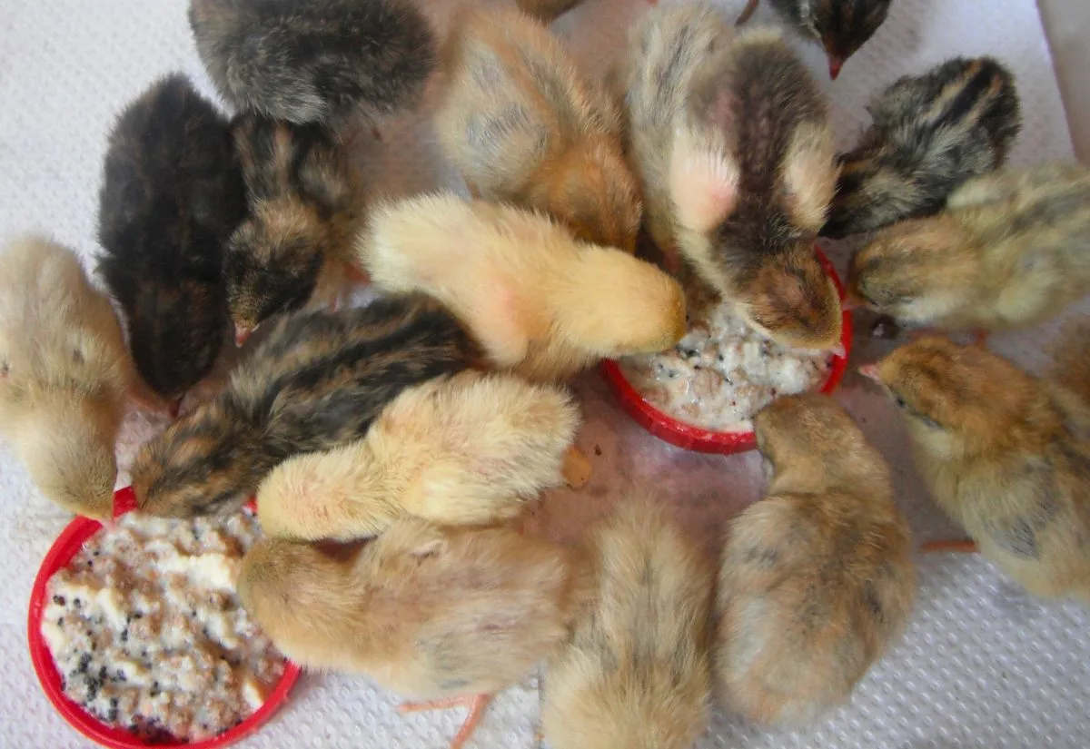 Day old Coturnix quail chicks eating from a shallow dish.