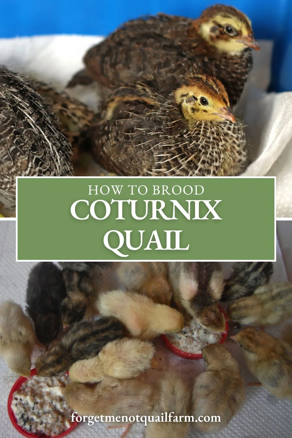 Brooding Coturnix quail chicks doesn’t have to be complicated. Learn how to tackle common issues like temperature, humidity, and chick health in this helpful guide. #BroodingQuail #QuailChicks #IncubationTips
