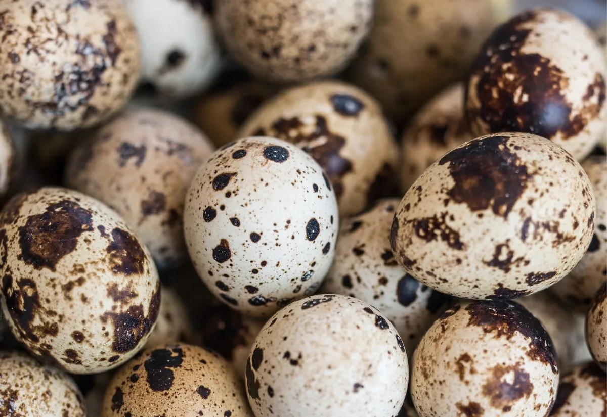 A closeup view of Coturnix quail eggs.