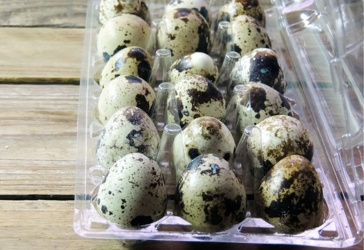 A plastic carton filled with quail eggs.