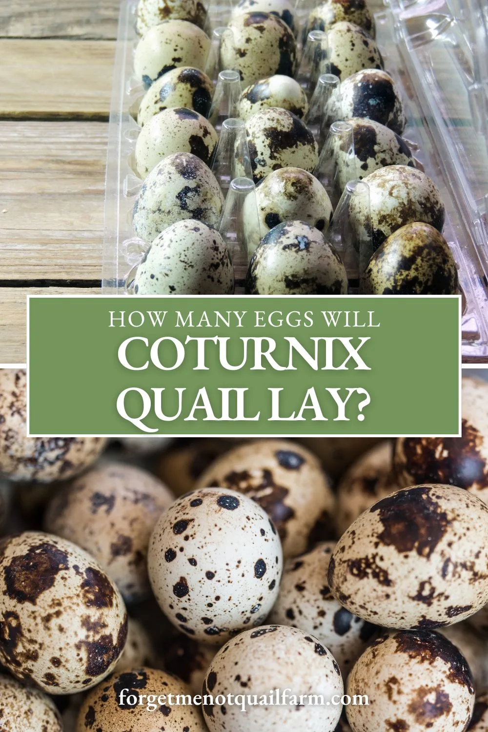 Curious about how many eggs Coturnix quail lay? Learn all about their prolific egg-laying abilities and what to expect throughout the year. #QuailEggs #EggProduction #BackyardPoultry