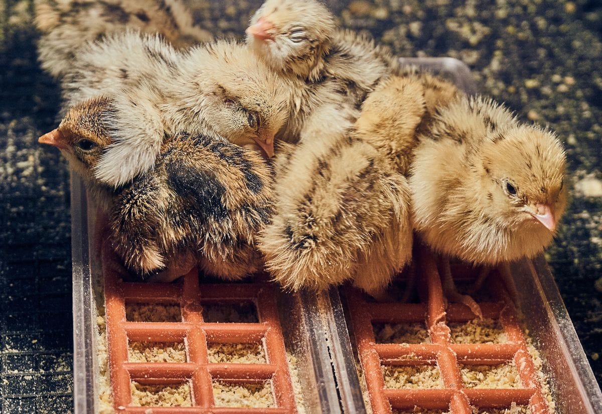Quail chicks eating game bird meal from a Hatching Time feeder.