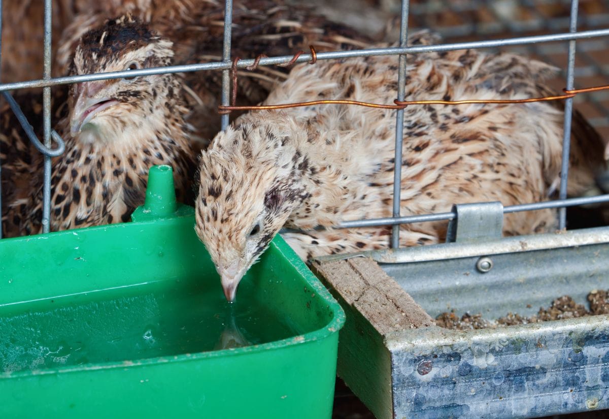 An Italian Coturnix drinking fresh water from a green dish.