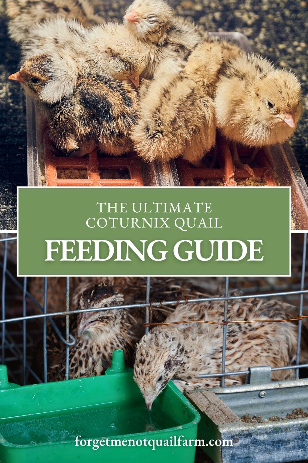 Wondering what to feed your Coturnix quail for optimal health and egg production? This ultimate guide covers everything from protein needs to homemade feed recipes. #QuailFeed #RaisingQuail #BackyardPoultry