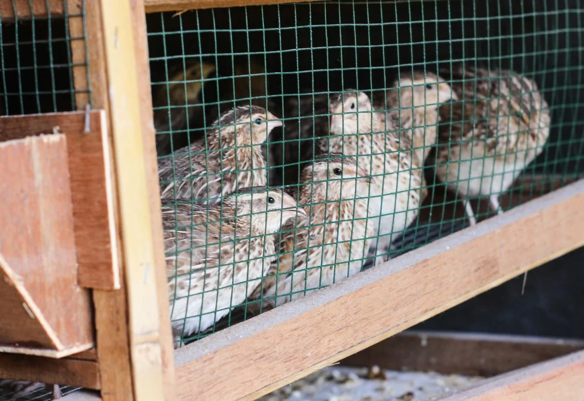 Quail in a stackable pen.