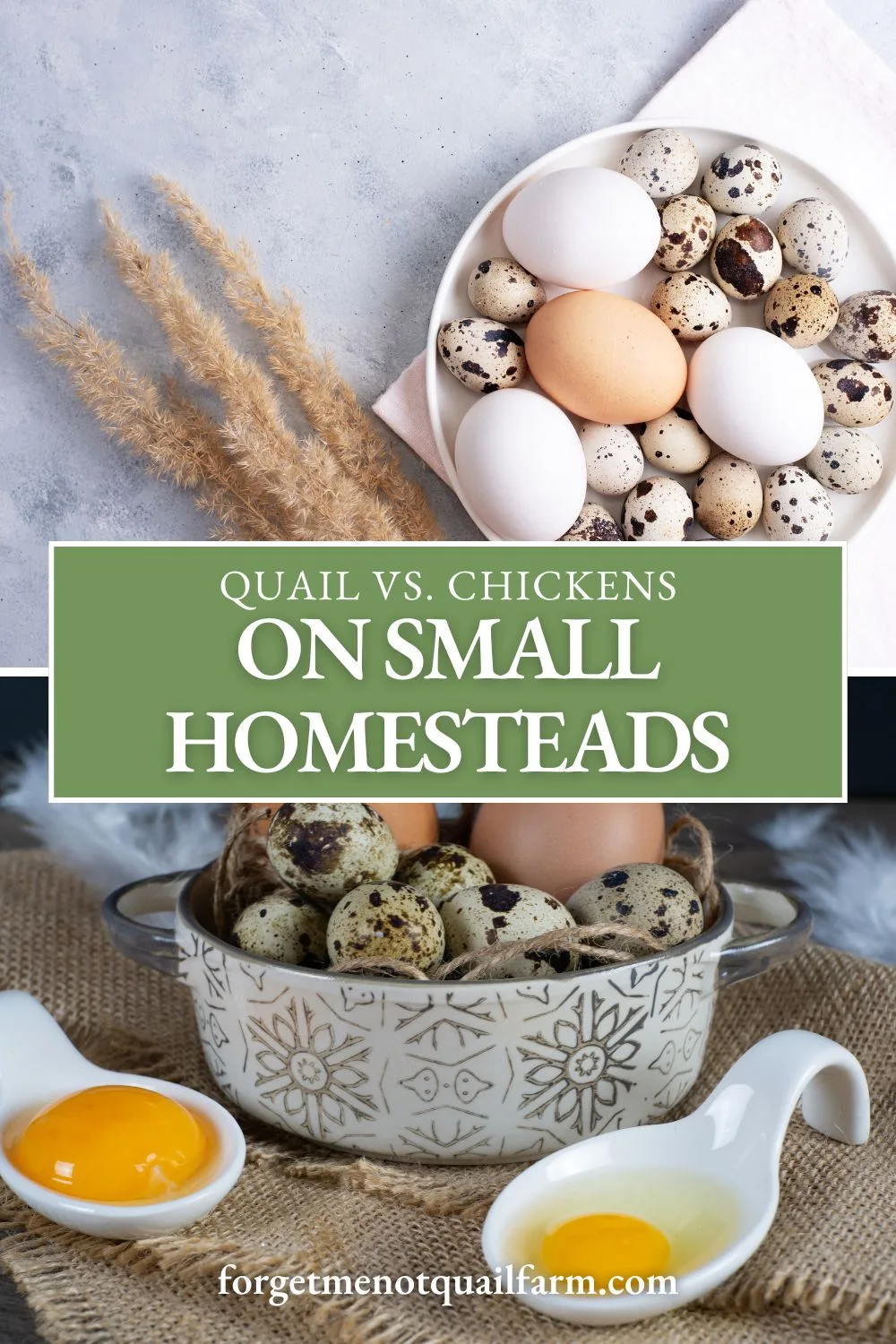Thinking about poultry for your small backyard? Discover why Coturnix quail might be a better choice than chickens, especially for urban homesteaders. #SmallSpaceHomesteading #QuailVsChickens #BackyardPoultry