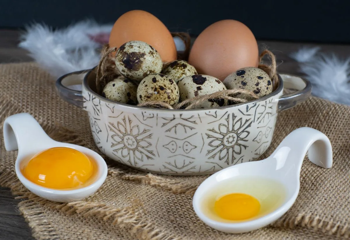 A bowl of chicken and quail eggs and two small dishes showing the difference in yolk and whites in the chicken and quail eggs.