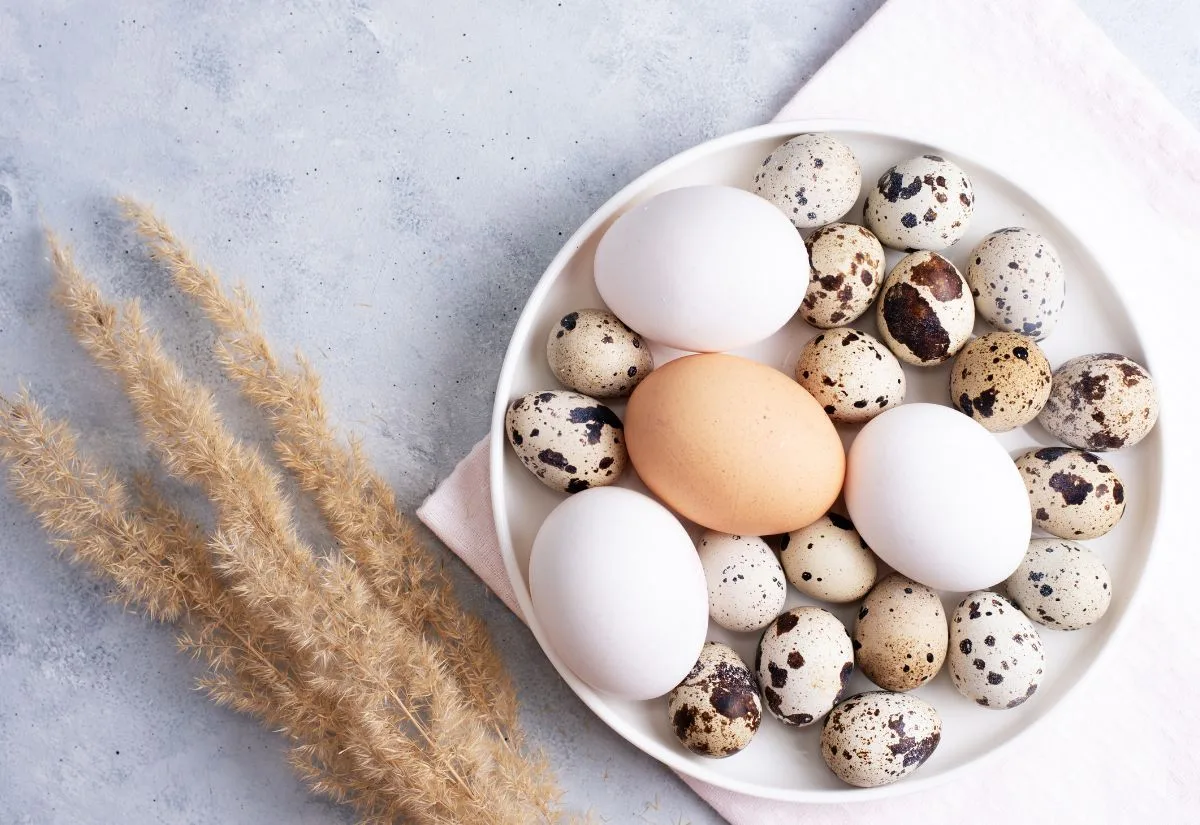 A bowl of chicken eggs and quail eggs, showing the size differences in the eggs.