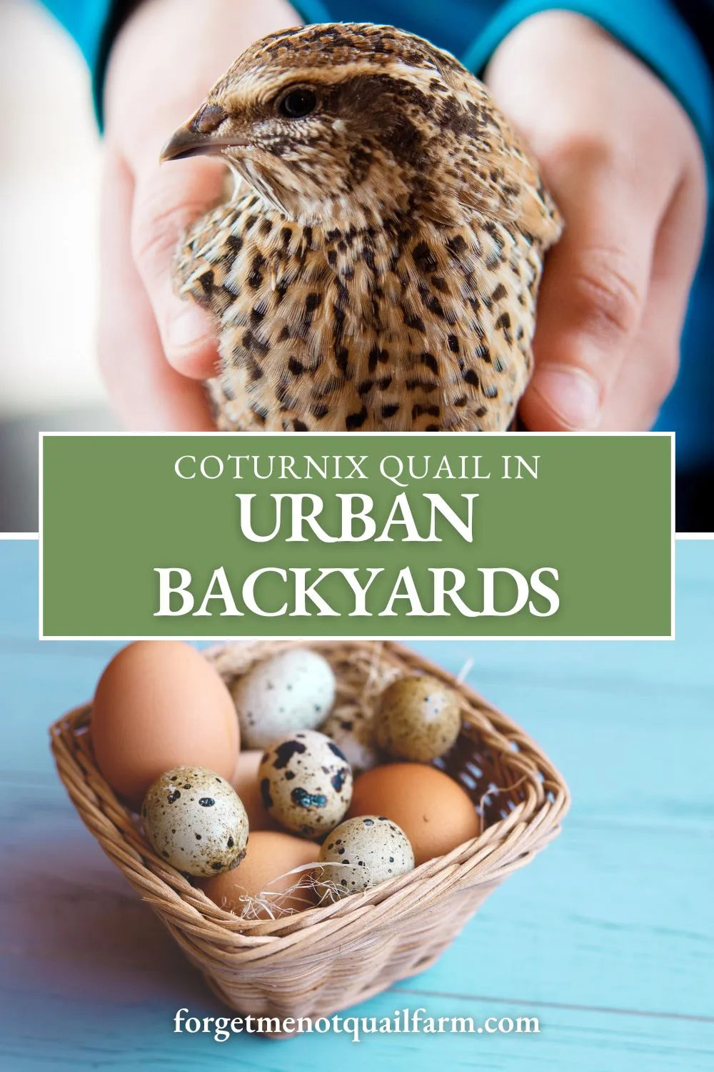 Limited space? Coturnix quail are the perfect fit for urban backyards. Learn why these small birds are ideal for city homesteaders and how to get started. #UrbanHomesteading #QuailInTheCity #BackyardQuail