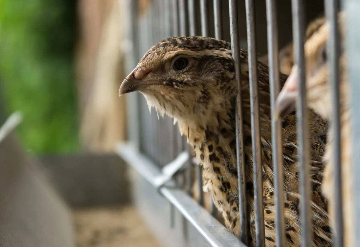 Standard brown Coturnix quail in a pen.