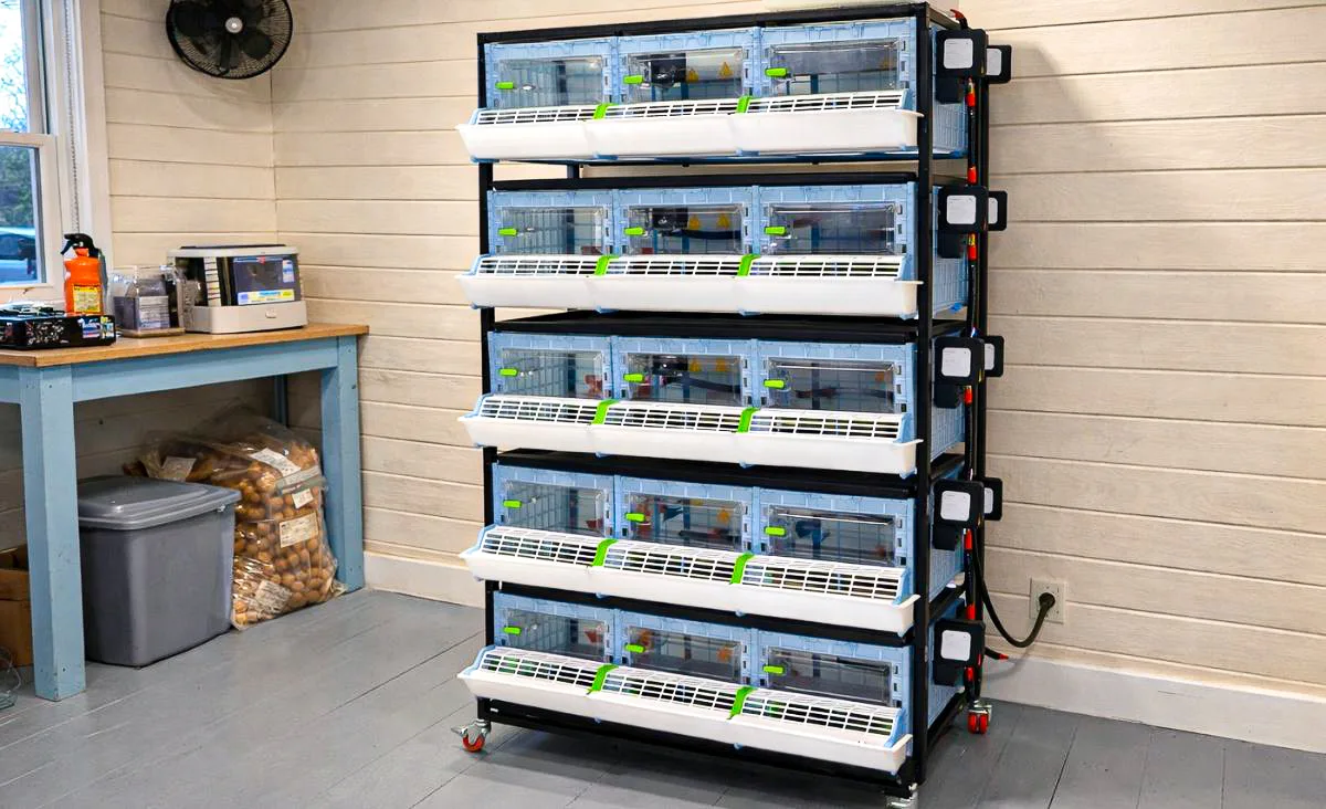 Five-tier Hatching Time quail brooder in a hatchery with cream horizontal wood walls, gray painted wood floor, and a light blue work table in the background.