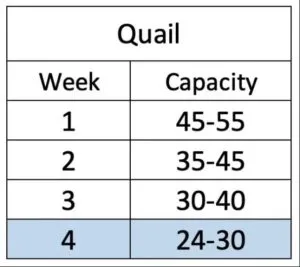 A chart showing the quail chick capacity of the Hatching Time Brooder by age.