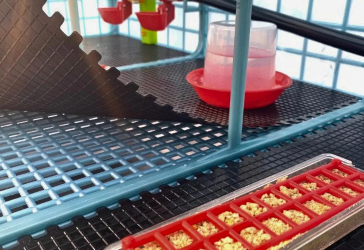The removable floor in the Hatching Time quail brooder.
