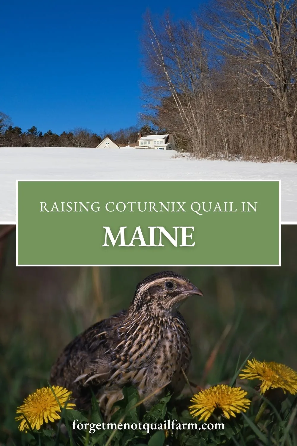From frozen waterers to daylight drops, raising quail in cold climates comes with its own set of hurdles. Learn how to manage Maine winters and keep your quail comfortable and productive year-round.