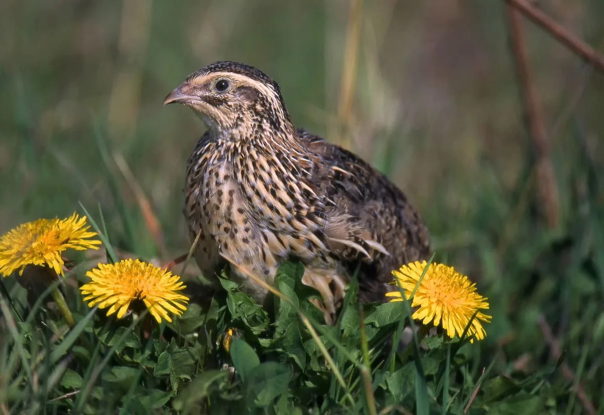 A Coturnix quail enjoying time in the lawn with some dandelions.