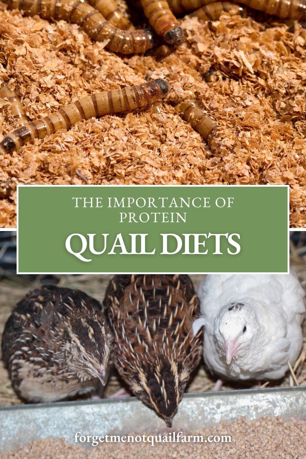 Protein is key to keeping your Coturnix quail healthy and productive. Discover why protein matters and how to ensure your quail get what they need. #QuailNutrition #CoturnixQuail #PoultryProtein