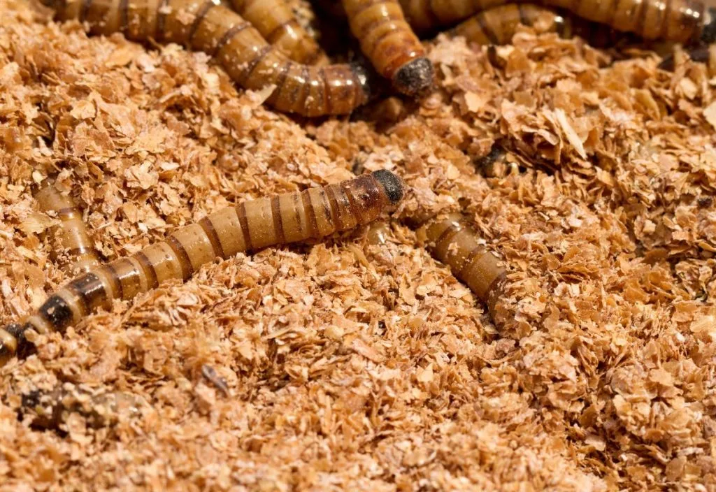Farmed mealworms in a bin.