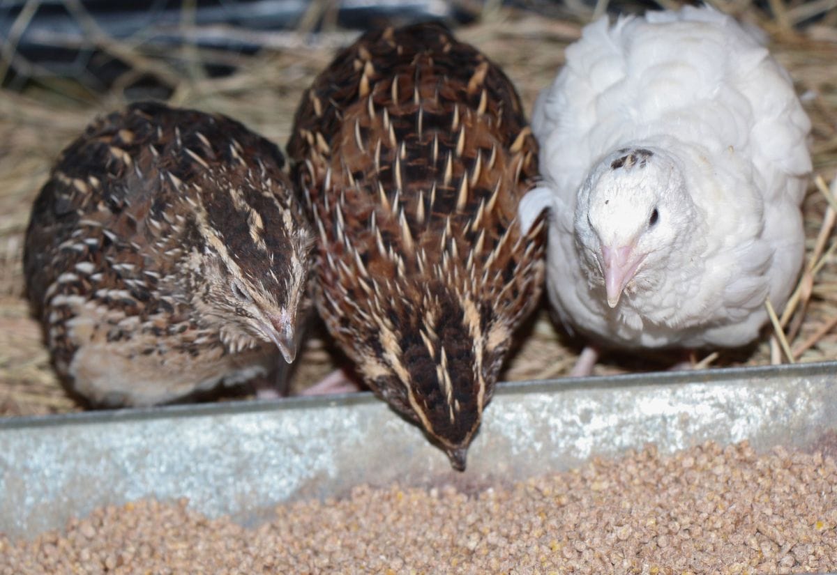 Three Coturnix quail eating commercial grain from a galvanized feed trough.