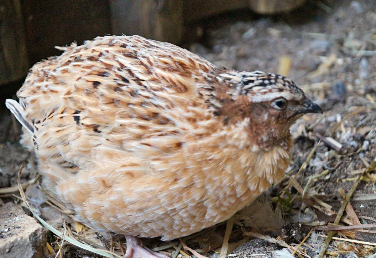An Italian Coturnix rooster.
