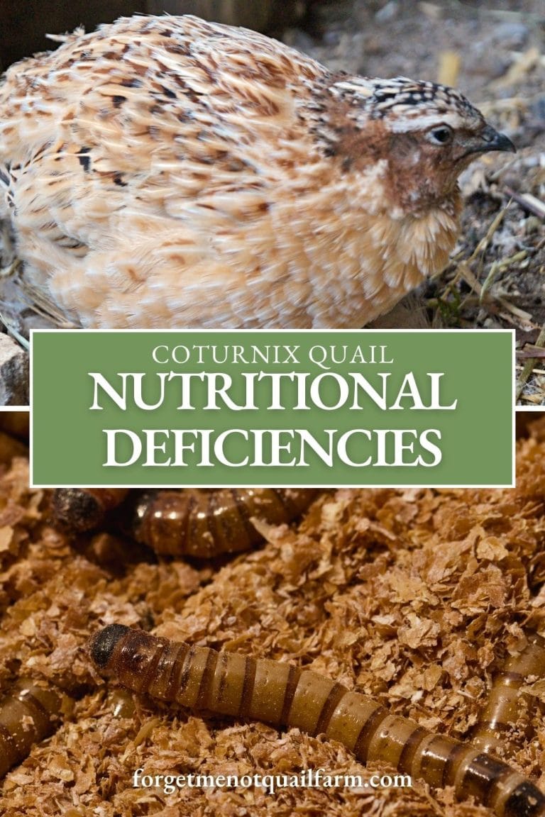 Photo inspiration: Picture Idea: Nutritional Deficiencies In Coturnix Quail Signs And Solutions