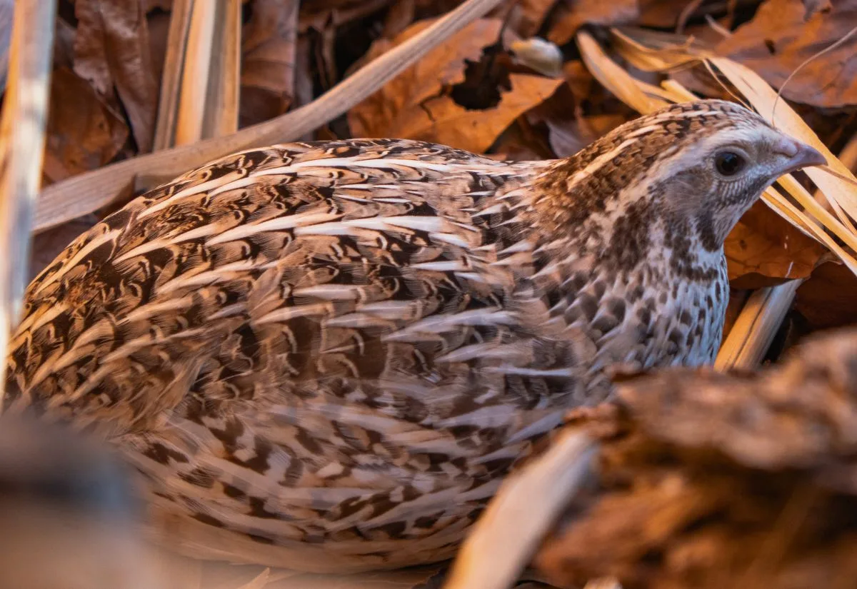 A falb fee quail hen nestled down in leaves in the aviary.