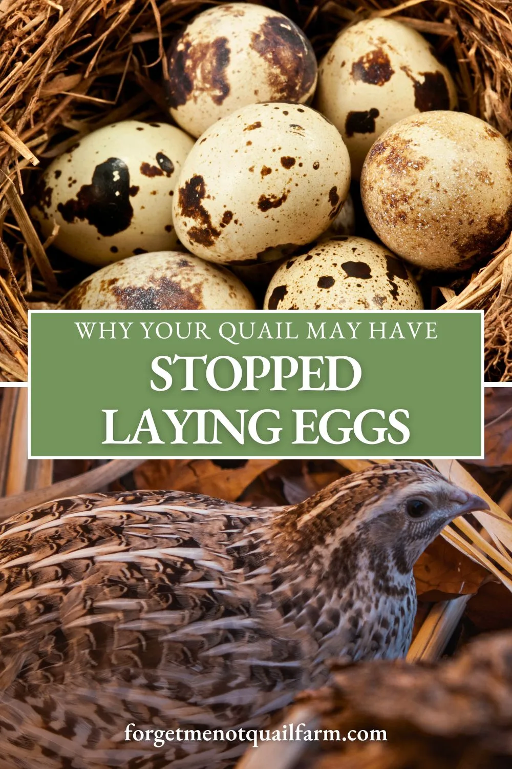 Is your quail egg basket suddenly empty? This post explores the top reasons quail stop laying—like lighting, nutrition, age, and stress—and gives you actionable fixes to get back on track.