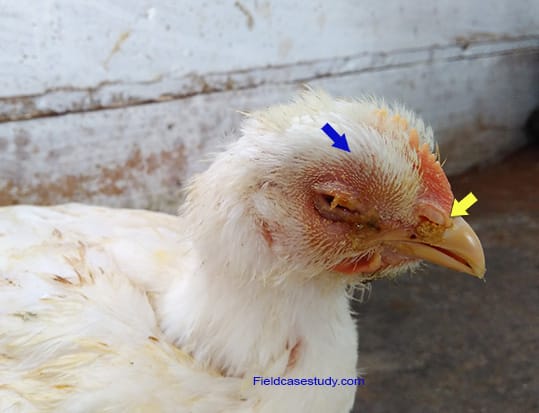 Infectious bronchitis in a chicken.