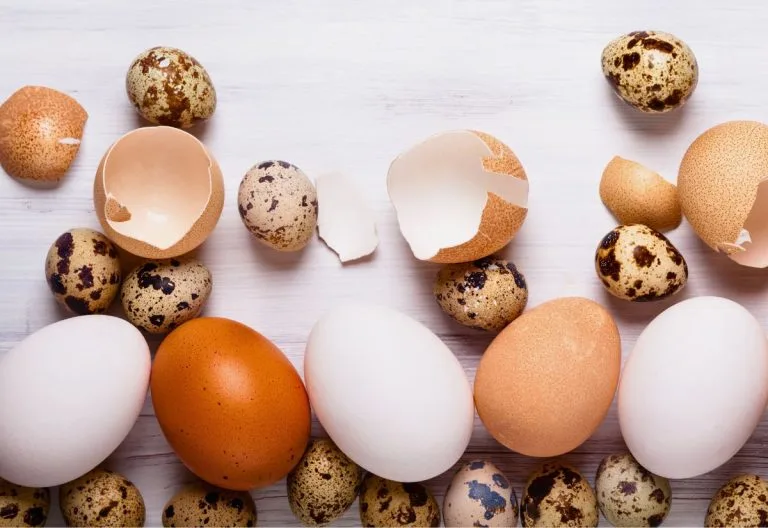 A bunch of chicken eggs and quail eggs laid out on a table.