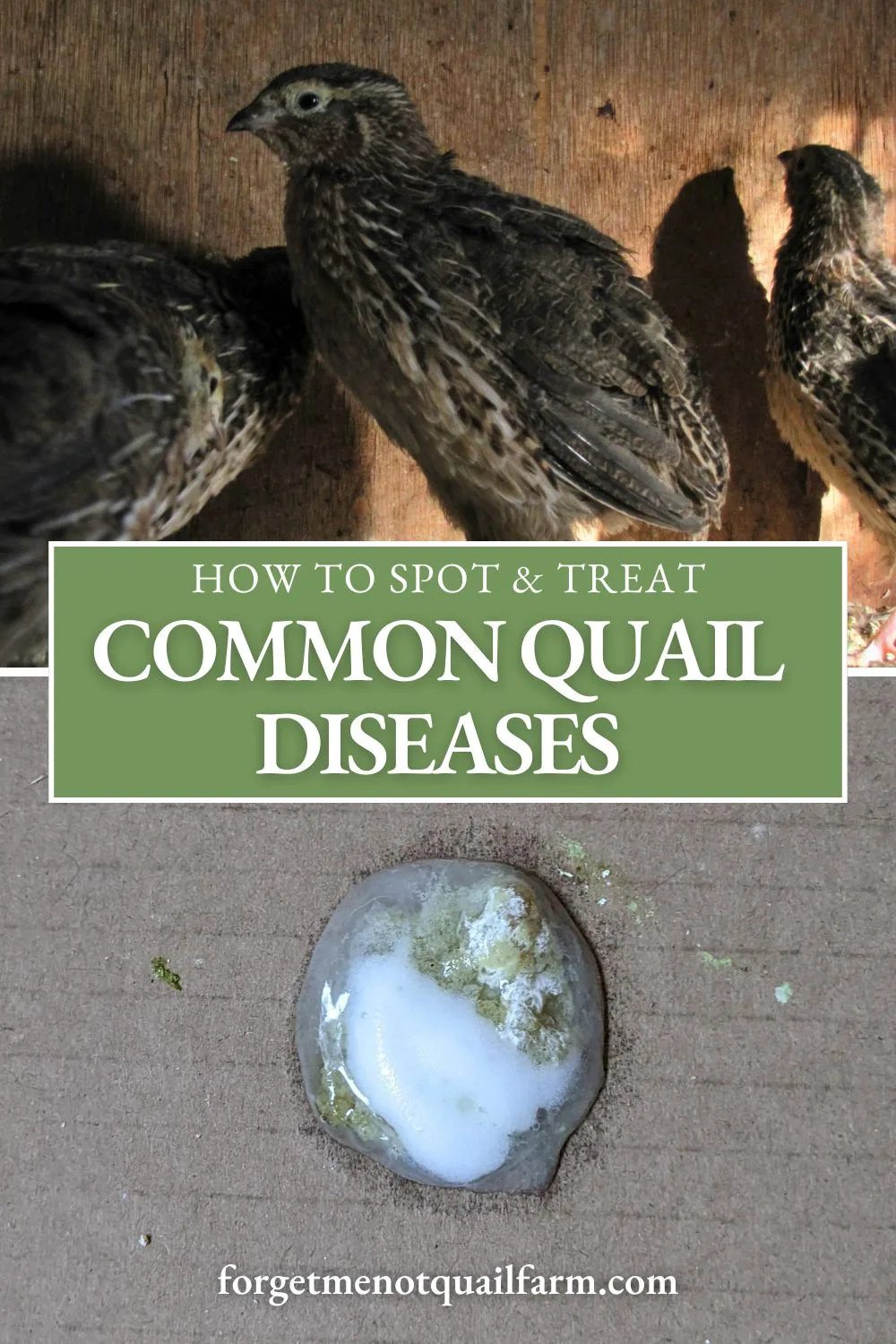 Protect your covey with this essential guide on common quail diseases! Learn how to spot symptoms early, treat infections, and prevent outbreaks to keep your quail healthy and thriving. #QuailCare #QuailHealth #PoultryTips #HomesteadingLife #CoturnixQuail
