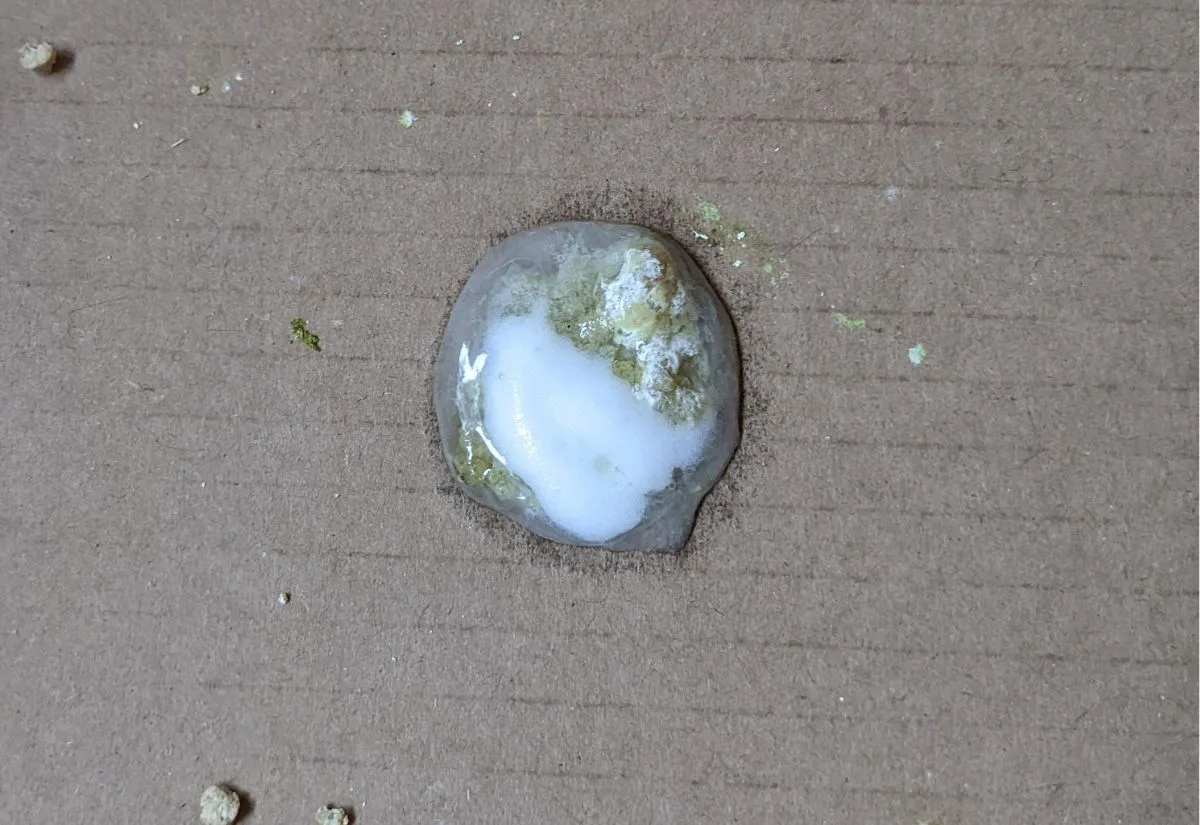 Liquidy quail droppings.