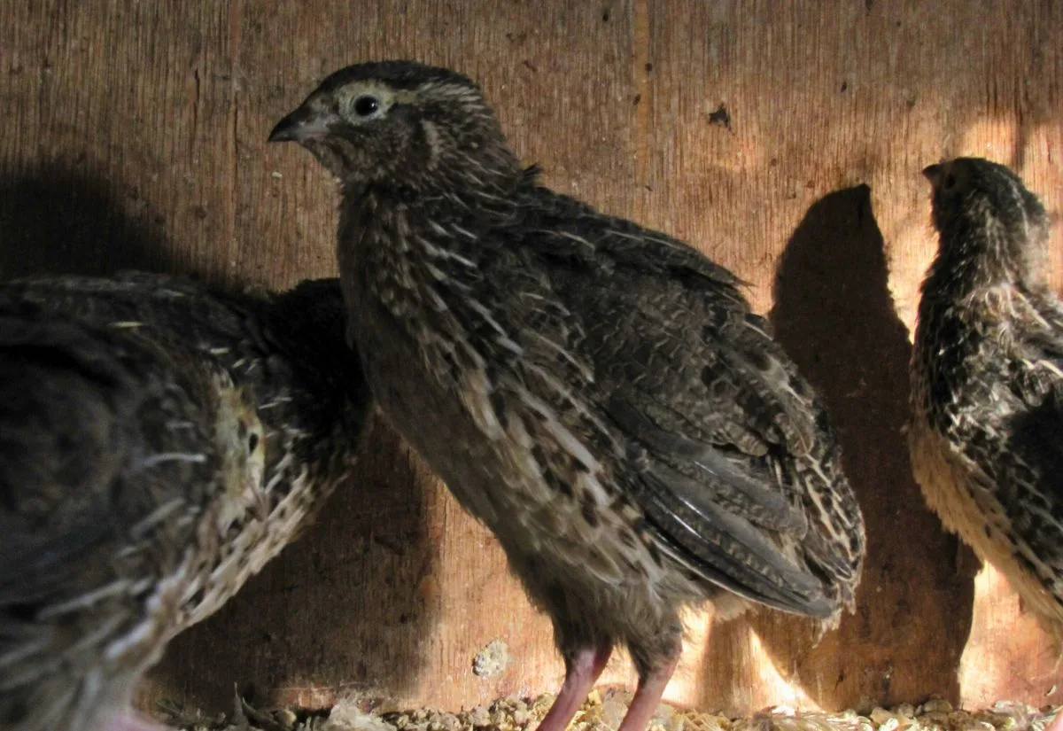 A droopy Coturnix quail rooster in a poorly lit pen.