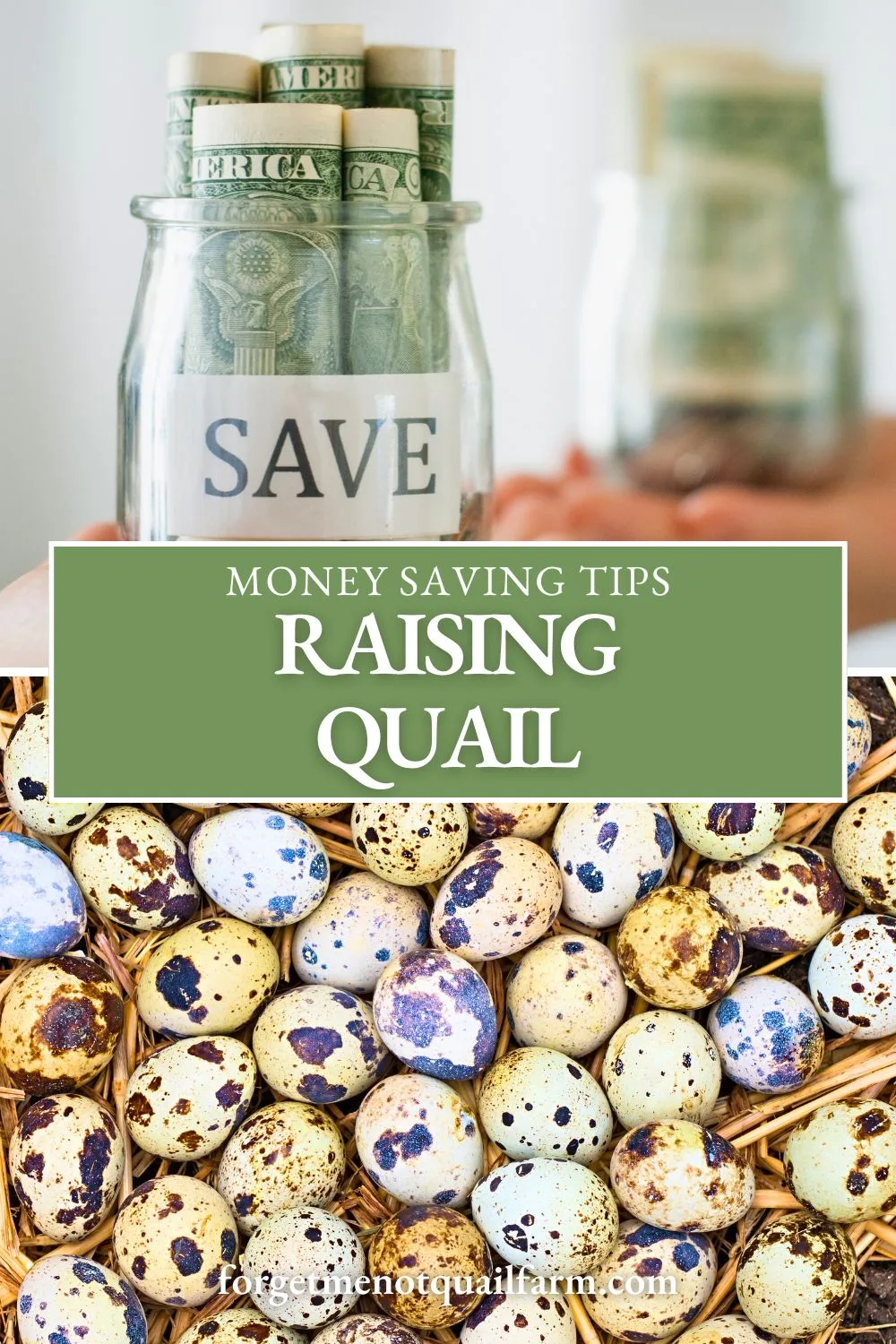 Wondering how much it costs to raise Coturnix quail? This practical guide breaks down startup expenses, feed costs, housing options, and real ways to save money—without cutting corners on care. Whether you're raising quail for eggs, meat, or fun, these budget-friendly tips will help you get started smart.