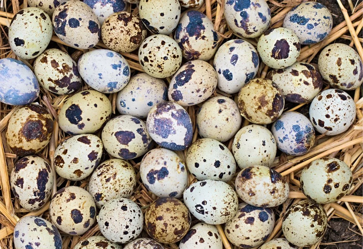 A whole bunch of Coturnix quail eggs.