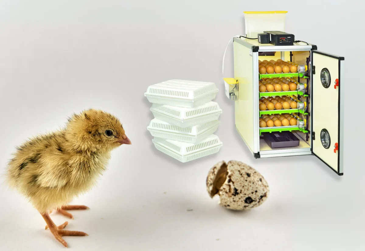 A quail chick and a hatched egg shell next to a Hatching Time cabinet incubator.