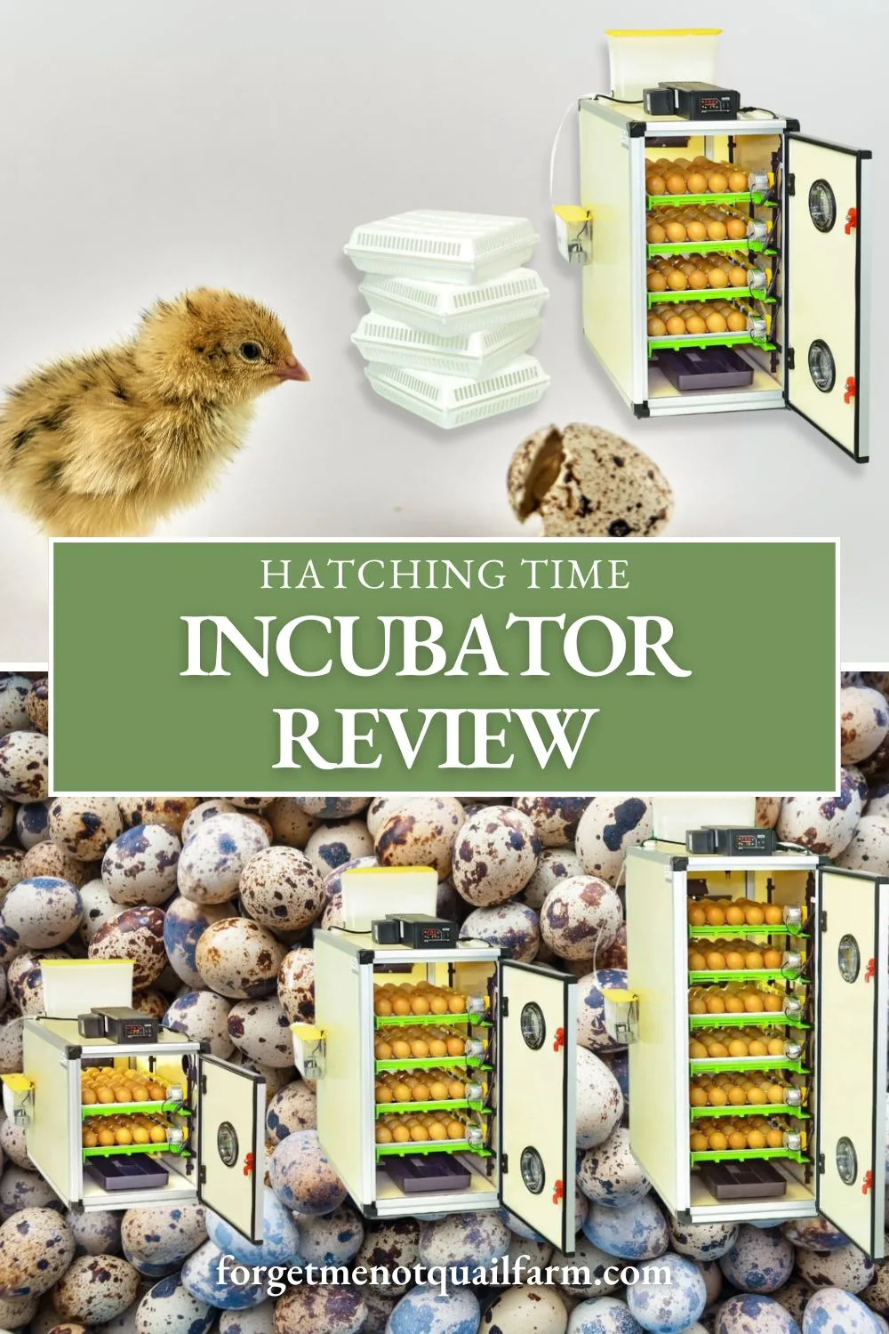 Looking for the perfect incubator to boost your hatch rates? Check out my detailed review of the Hatching Time Cabinet Incubator! Learn why I love its easy controls, spacious capacity, and how it helps me manage multiple quail color lines with ease. #QuailHatching #IncubatorReview #HatchingTime #Homesteading #QuailCare