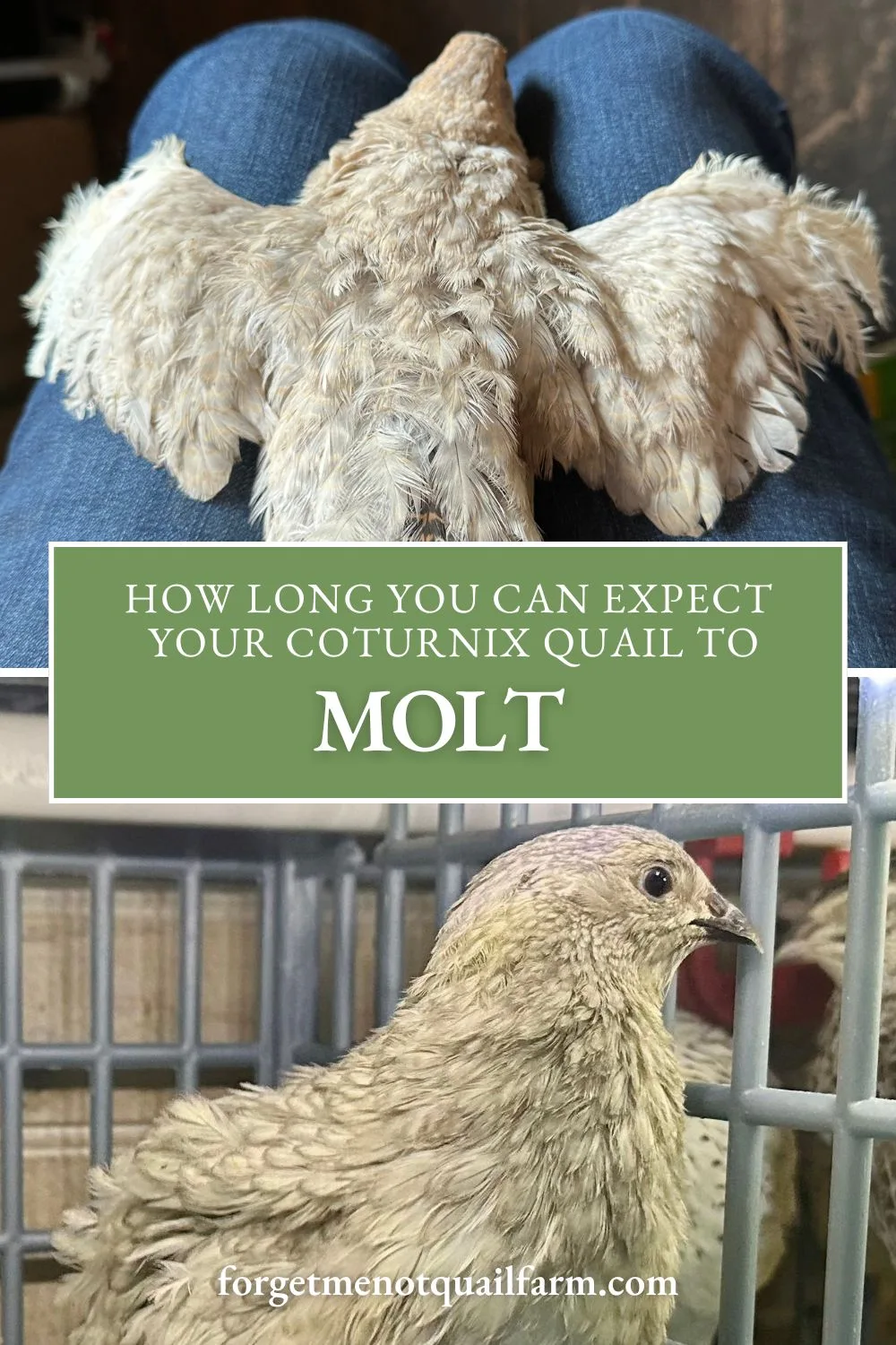 Are your quail losing feathers and laying fewer eggs? It might be molt. Learn how long molting lasts, how to support your birds through it, and what signs to watch for during this natural cycle.