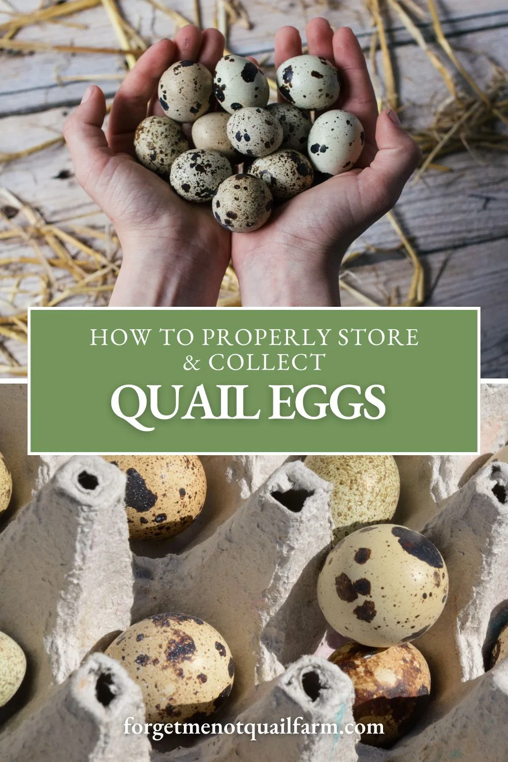 Want your quail eggs to stay fresh longer? Learn how to collect, clean, and store them safely—on the counter or in the fridge—for both eating and hatching purposes.