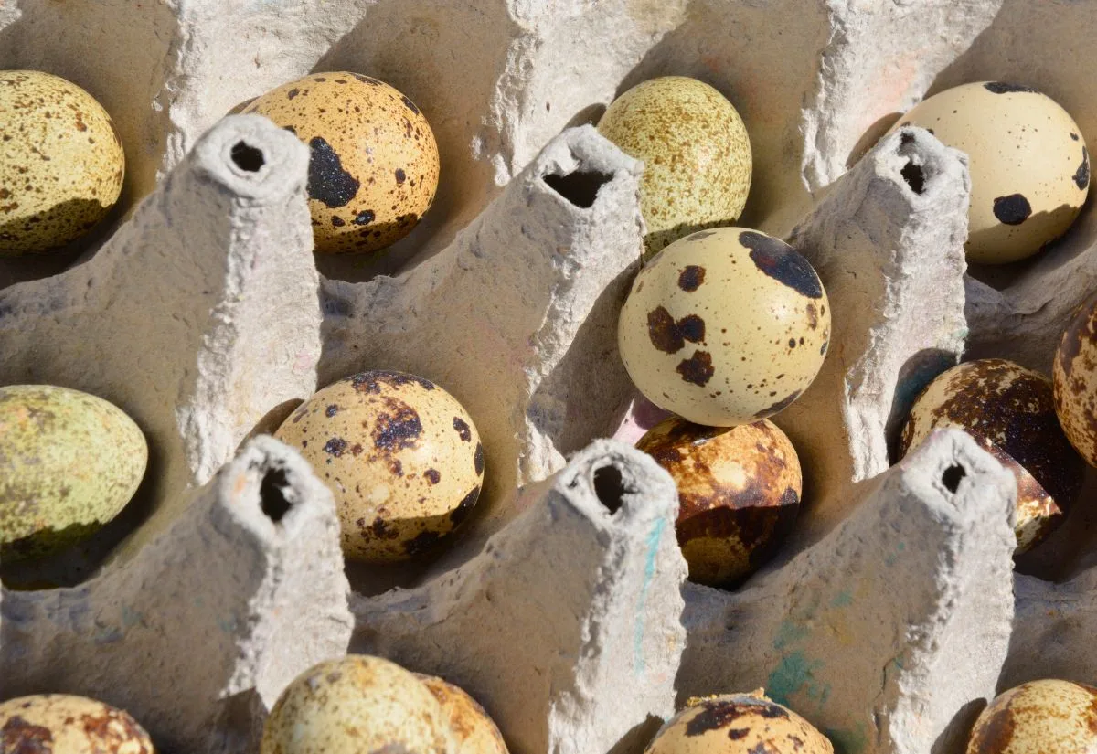 A paper mache crate for quail eggs.