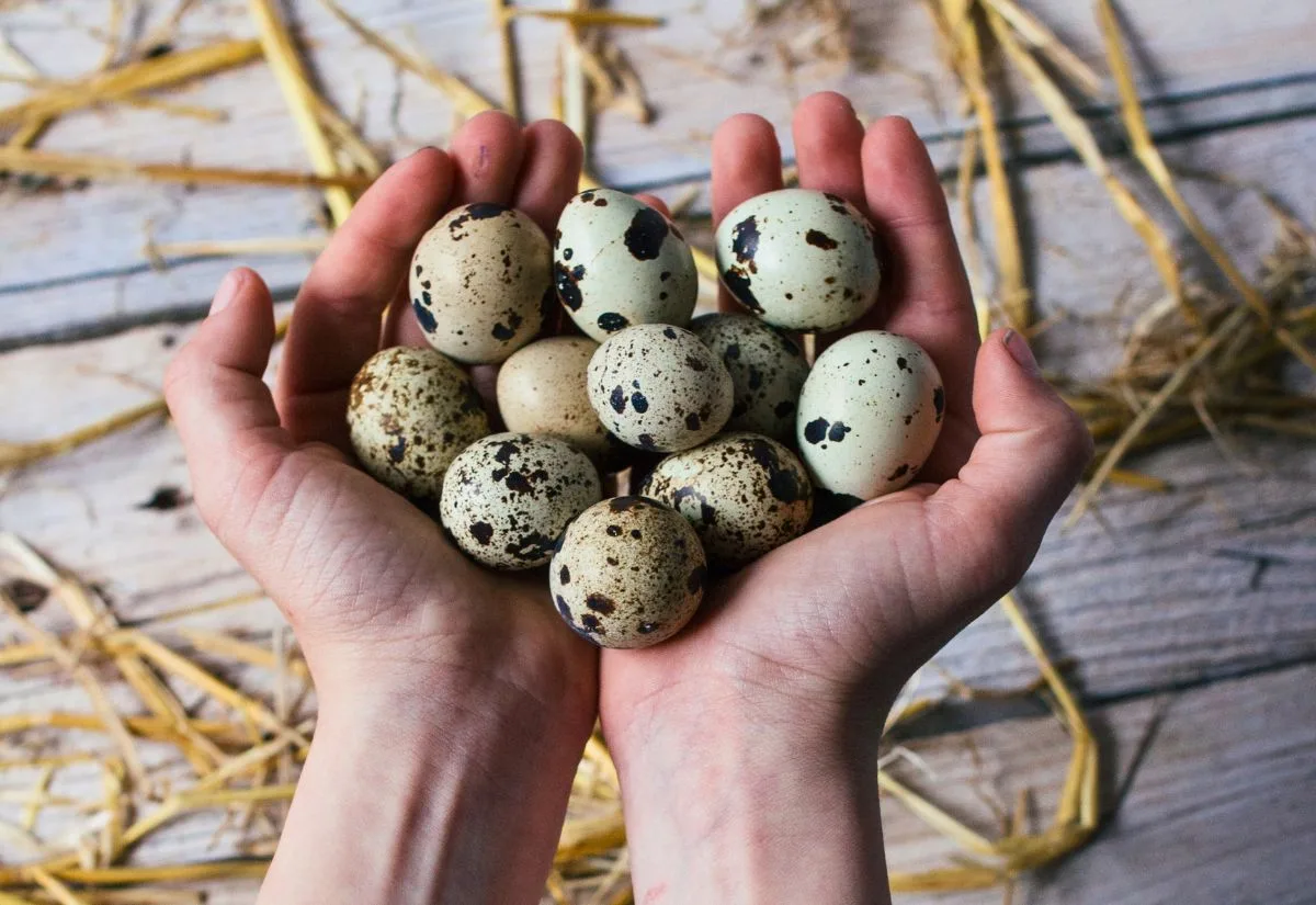 Holding a handful of fresh quail eggs.