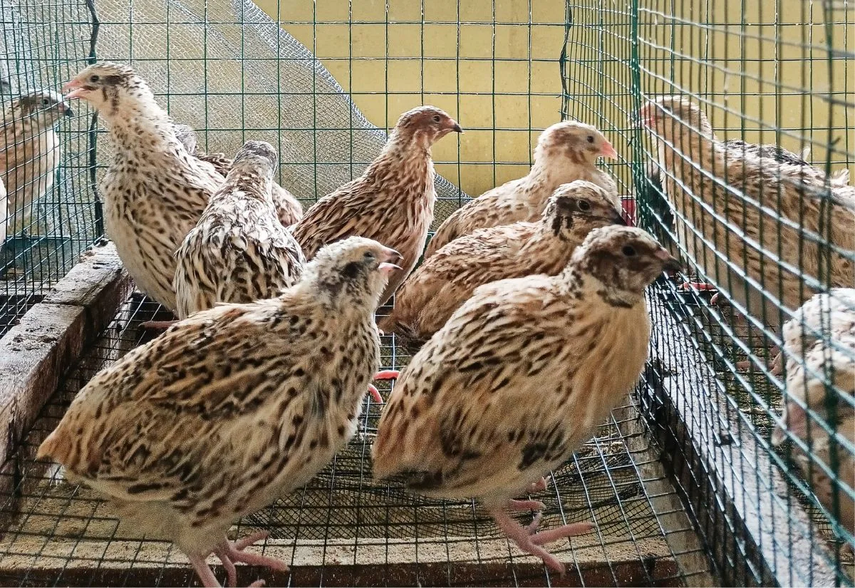 A wire breeding pen with Italian and Manchurian quail inside it.