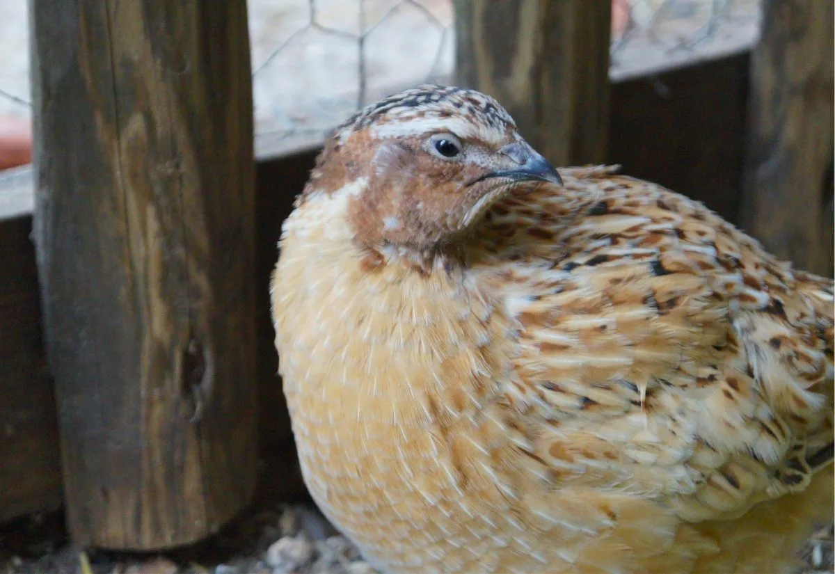 A Manchurian Coturnix quail in an outdoor pen.
