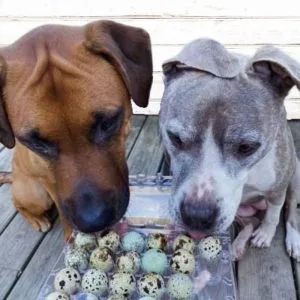 Pupper Pack for Dogs