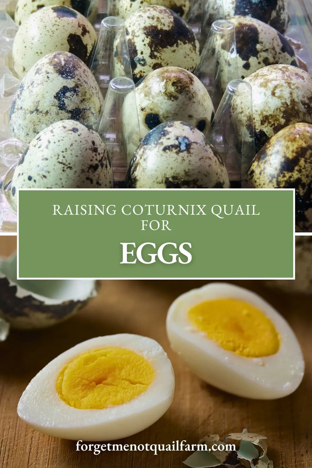Raising quail for eggs is easier than you think. This post breaks down housing, nutrition, lighting, and common laying challenges so you can keep those delicious little eggs coming year-round.