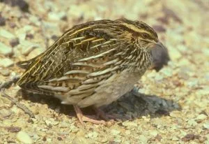 A droopy looking Coturnix quail.