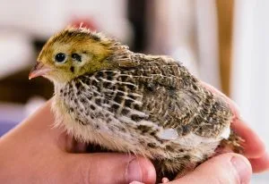 Holding a juvenile Pharaoh Coturnix quail.