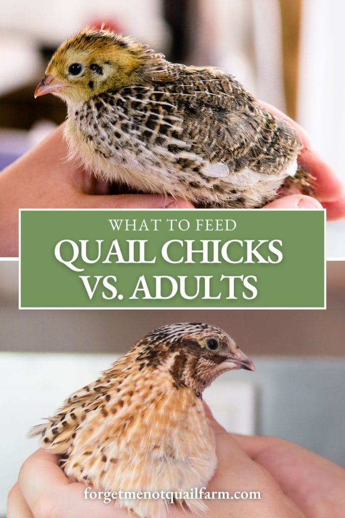 Picture of The Definitive Guide to Baby Quail Feed: Nutritional Requirements and ...